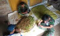 SATGAS TMMD KODIM TRENGGALEK BANTU WARGA PANEN CENGKEH