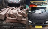 Truk Bermuatan Kayu Tembesu Dibebaskan Polsek