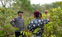 Kakanwil Tinjau Tanaman Gambir Sebagai Indikasi Geografis Muba