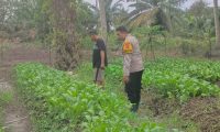 Polsek Muara Padang Dukung Program Ketahanan Pangan