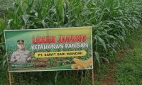 Pengerak Ketahanan Pangan Pantau Tanaman Jagung