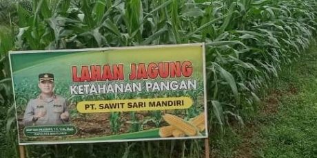 Pengerak Ketahanan Pangan Pantau Tanaman Jagung