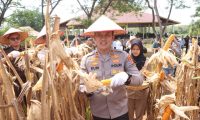 Kapolres Panen Jagung, Dukung Program Swasembada Pangan