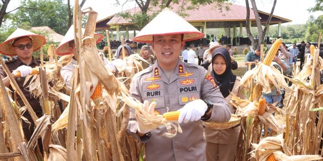 Kapolres Panen Jagung, Dukung Program Swasembada Pangan