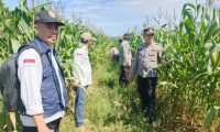 Kapolsek Betung Tinjau Langsung Perkembangan Tanaman Jagung