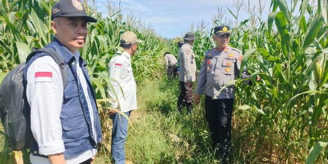 Kapolsek Betung Tinjau Langsung Perkembangan Tanaman Jagung