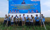 YBBN Panen Padi Bibit PS 08 Perkuat Ketahanan Pangan
