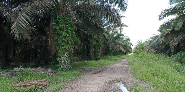salah satu titik jalan yang rusak di areal KPKS Secerah Mentari Mitra PT Mentari Subur Abadi.
