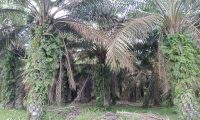 Masyarakat Pertanyakan Potongan Biaya Pemeliharaan Kebun Sawit
