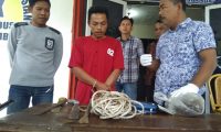 Tersangka Pencuri Sapi Di Ringkus Buser Polsek Gandus