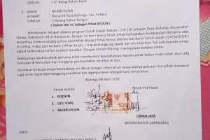 Program Cetak Sawah Diduga Rusak Pohon Karet Bailangu