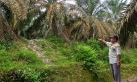 PT TAE Diduga Rambah Hutan Kawasan